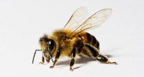 Заболевания пчел и меры их профилактики